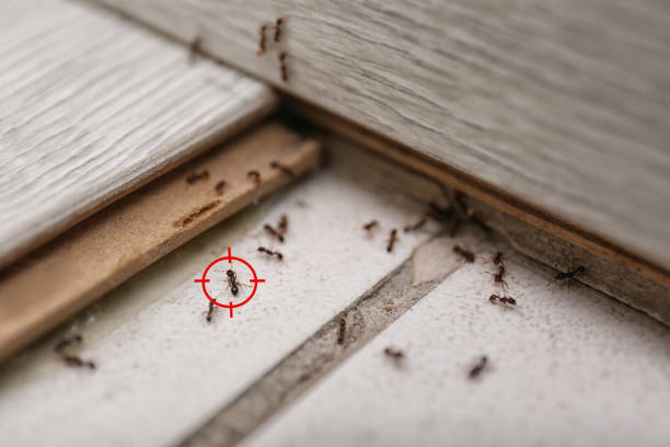 Best Spider Control Near Me  in Sherwood, OR