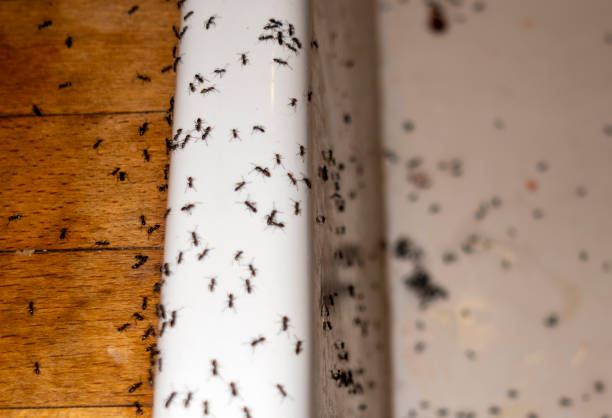 Insect Control in Sherwood, OR